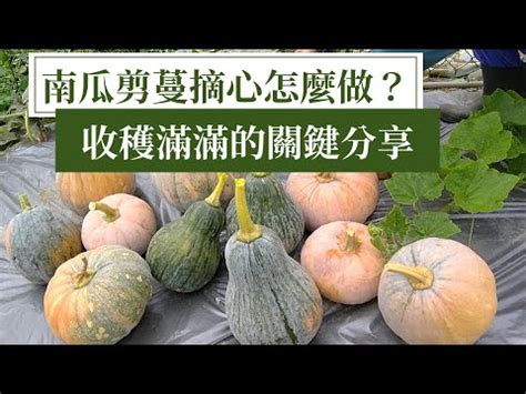 阿成南瓜摘心|種出好吃又大的南瓜，完整南瓜種植過程分享 